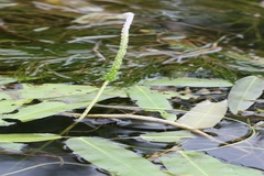 Aponogeton natans